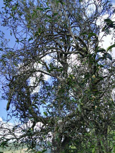 2022年鎮沅老海塘古樹春茶特點？