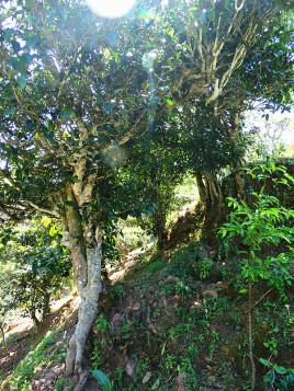 2022年鎮沅老海塘古樹春茶半山云霧半山茶