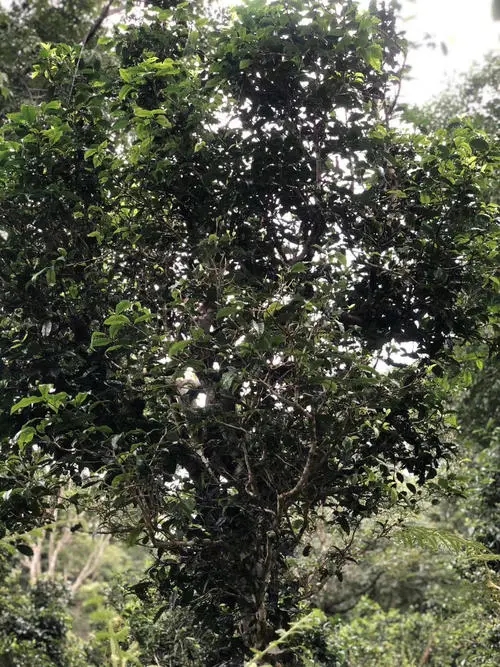 2022年鎮沅砍盆箐古樹春茶口感？