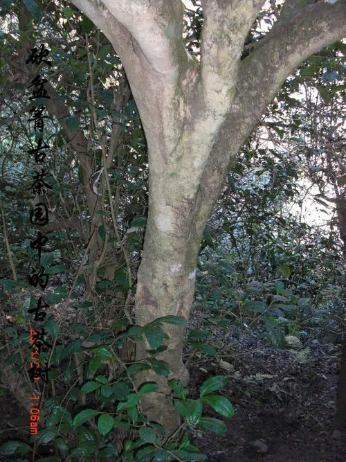 2022年鎮沅砍盆箐古樹春茶多少錢一公斤？