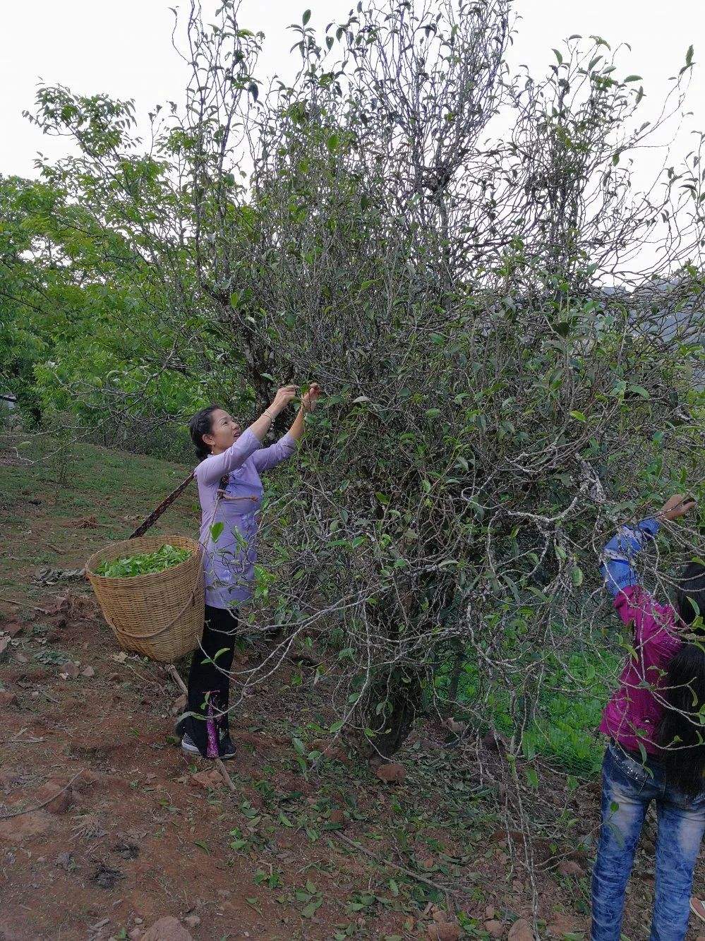 2022年鎮沅打筍山古樹春茶口感？