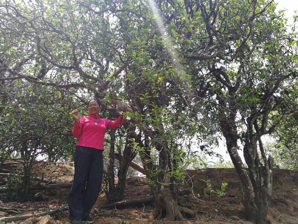 2022年鎮沅打筍山古樹春茶特點？