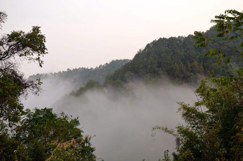 2022年鎮沅老烏山古樹春茶多少錢一公斤？