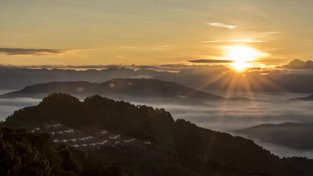 2022年別樣的味道，鎮沅老烏山古樹春茶