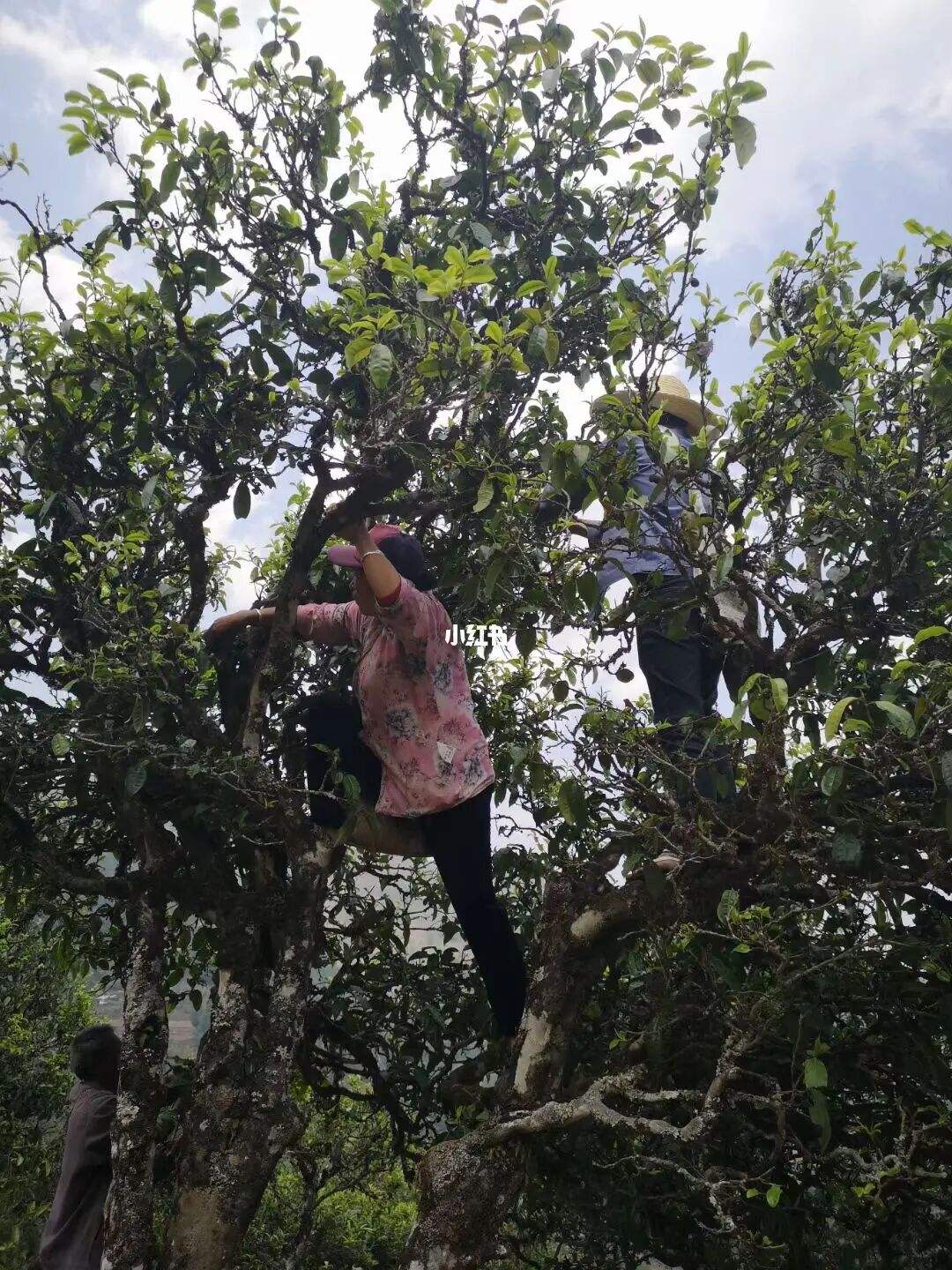 2022年寧洱擺尾箐古樹(shù)春茶特點(diǎn)?