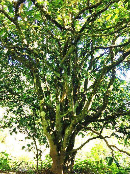 2022年這個春天，回到家鄉擺尾箐，與家人一起用心制茶！