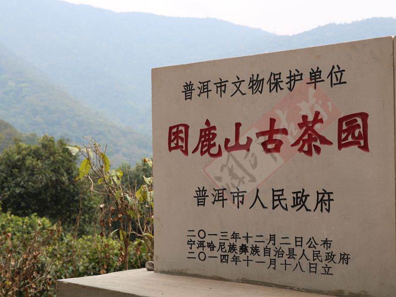 2022年困鹿山古樹春茶多少錢一公斤？