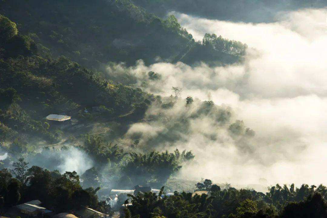 2022景邁山古樹春茶價格?