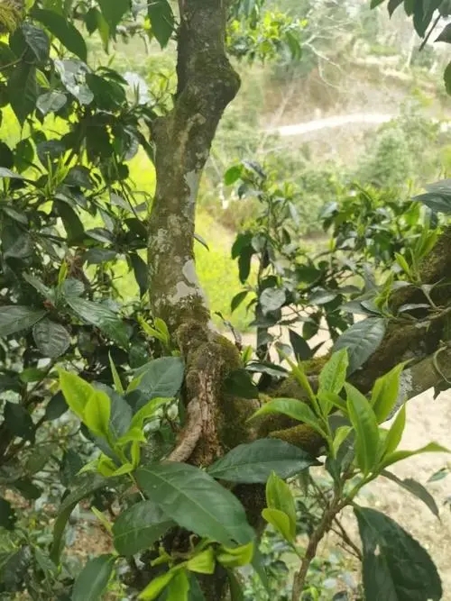 2022年彎弓古樹春茶特點(diǎn)？