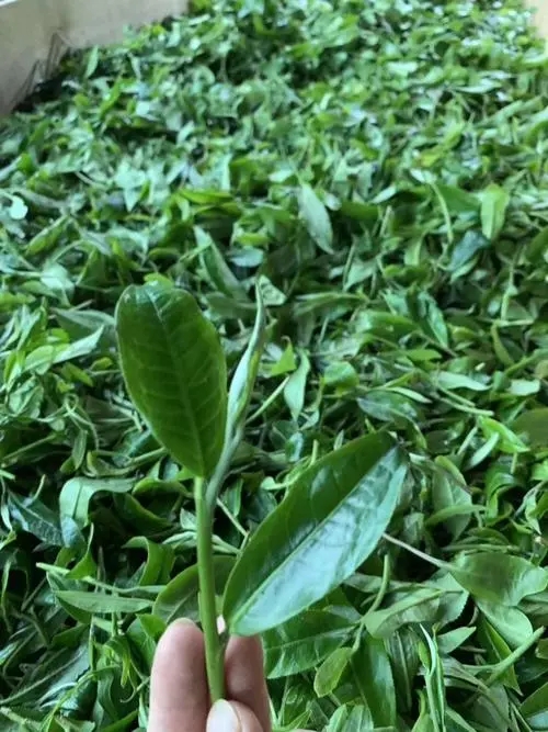 2022年彎弓古樹春茶口感？