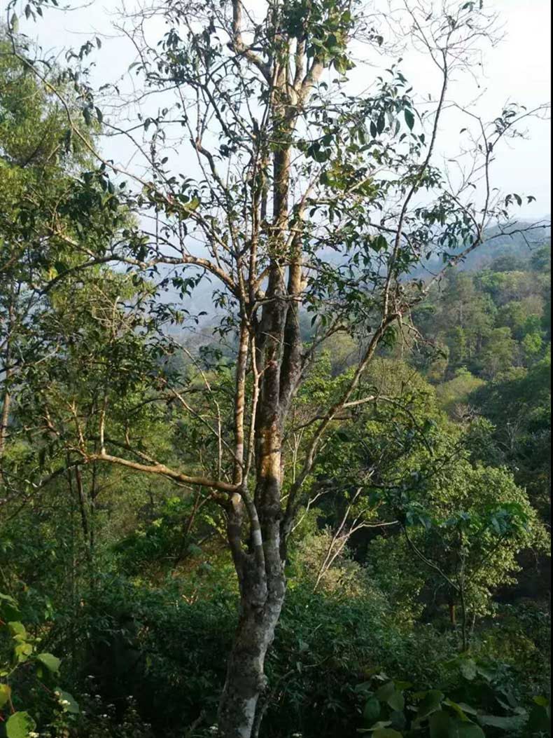 2022年彎弓古樹春茶多少錢一公斤？