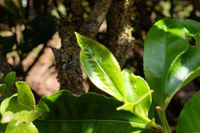 2022年白茶園古樹春茶價(jià)格？