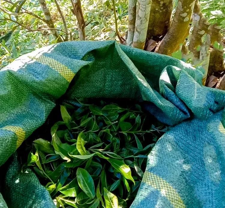 2022年鳳凰窩古樹春茶口感？