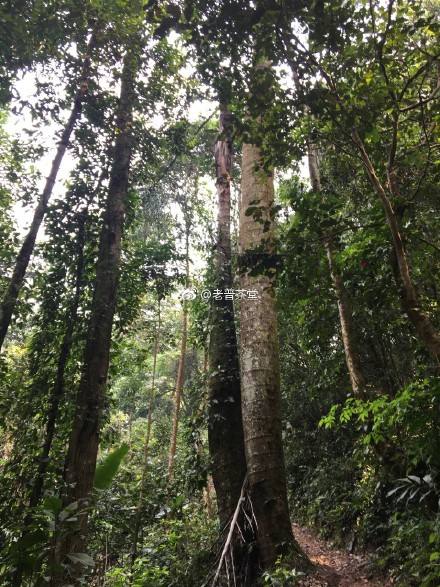 2022年刮風(fēng)寨茶王樹古樹春茶特點(diǎn)？