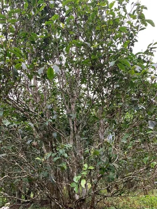 2022年刮風(fēng)寨茶王茶古樹春茶口感？