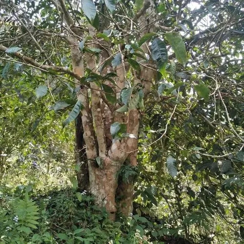 2022年刮風(fēng)寨茶王樹古樹春茶價(jià)格？