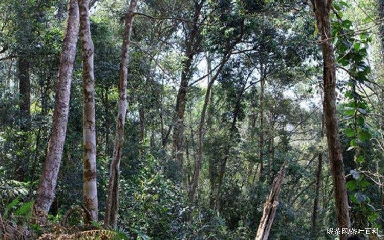 2022年冷水河古樹春茶特點(diǎn)？