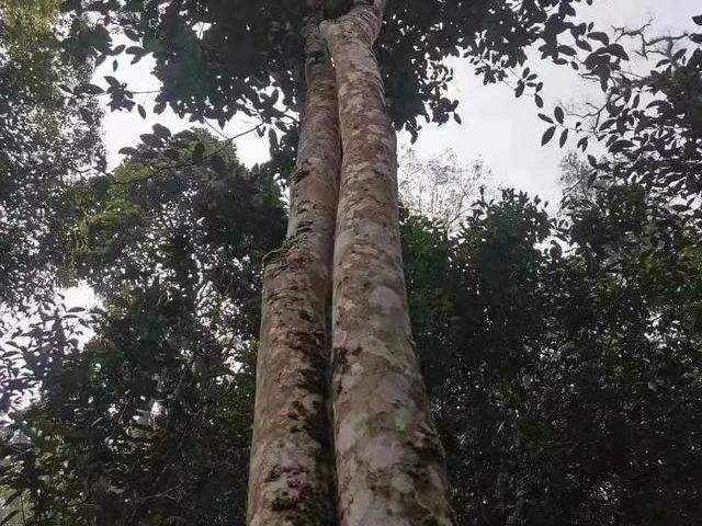 2022年冷水河古樹春茶口感？