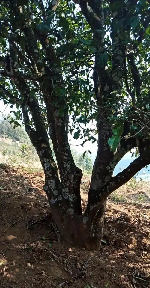 2022年冷水河古樹(shù)春茶多少錢(qián)一公斤？