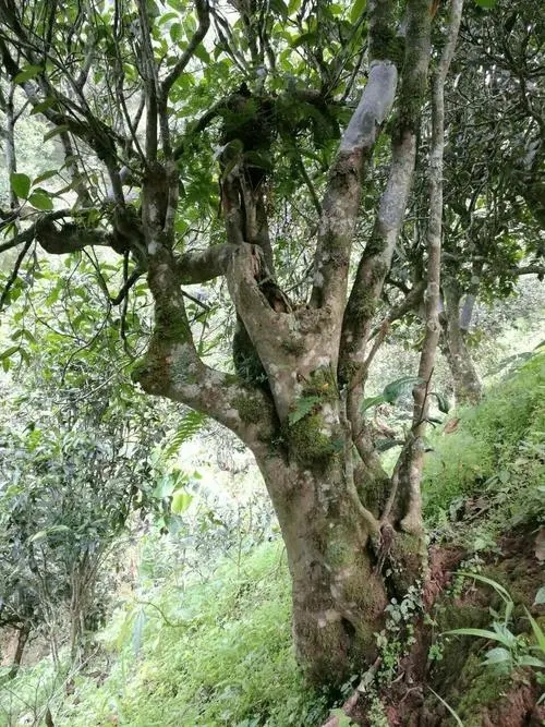 2022年黑水梁子古樹(shù)春茶特點(diǎn)？