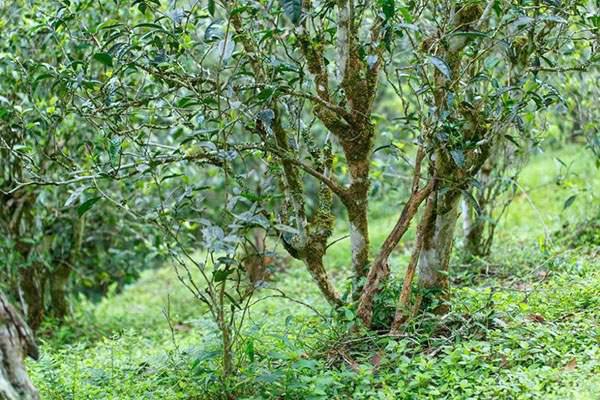 2022年刮風(fēng)寨茶坪古樹(shù)春茶口感？