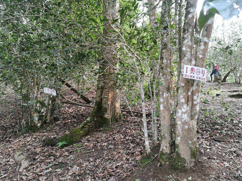 2022年薄荷塘古樹(shù)春茶口感？