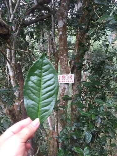 2022年薄荷塘古樹(shù)春茶價(jià)格？