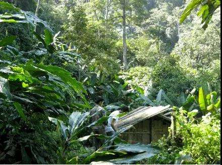 2022年薄荷塘古樹(shù)春茶多少錢(qián)一公斤？