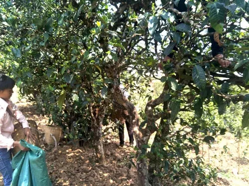 2022年易武張家灣古樹春茶特點？