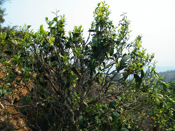 2022年香椿林古樹春茶價格？