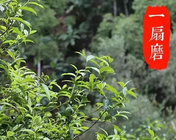 2022年,不可錯過的超微產區香椿林古樹春