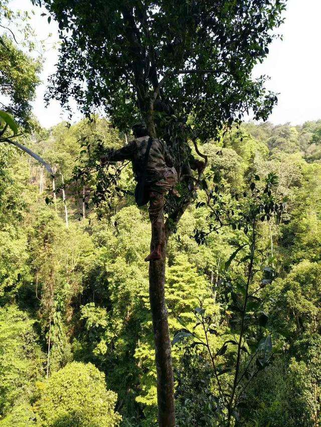2022年天門山古樹春茶價格?