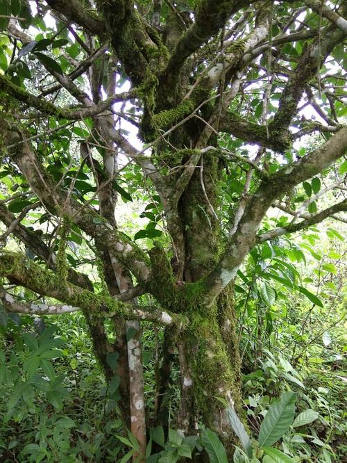 2022年高山寨古樹春茶口感？