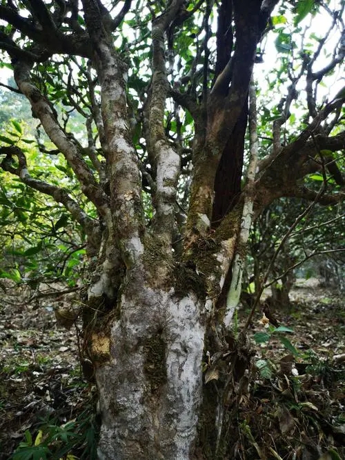 2022年高山寨古樹春茶價格?