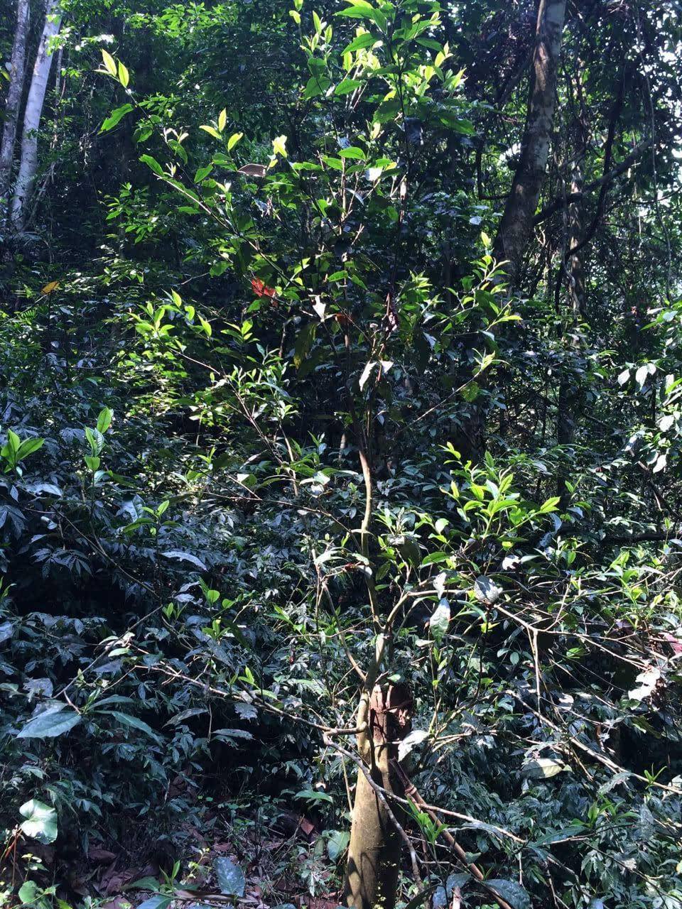 2022年高山寨古樹春茶多少錢一公斤?