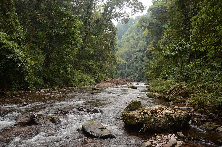 2022年銅箐河古樹春茶特點？