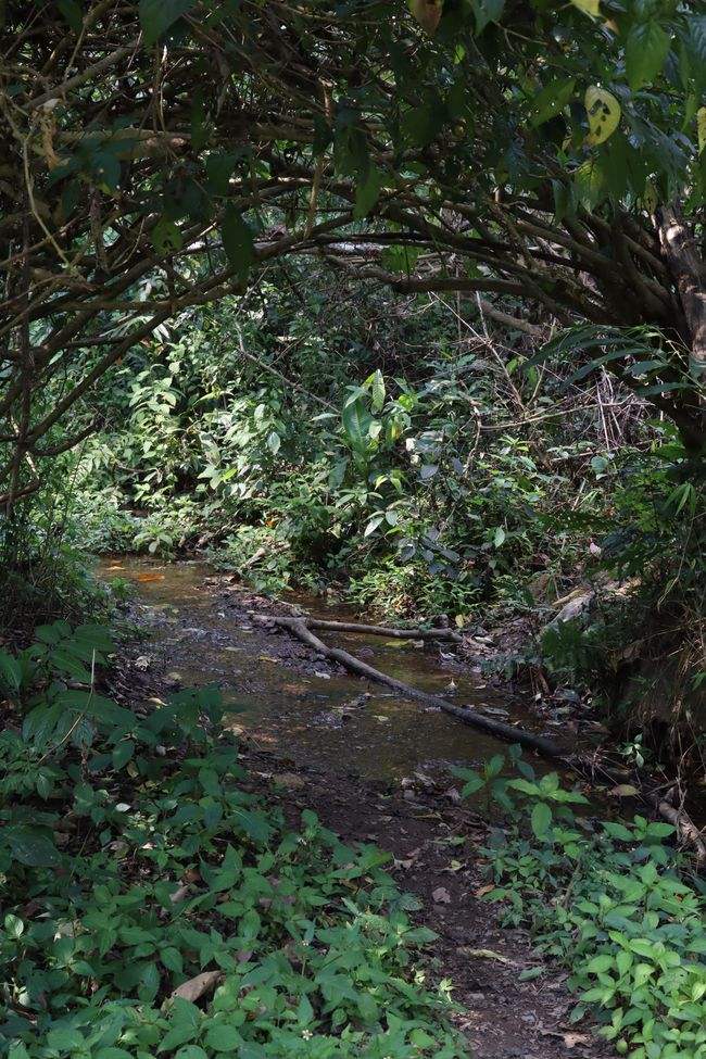 2022年蟒蛇箐古樹春茶特點(diǎn)?