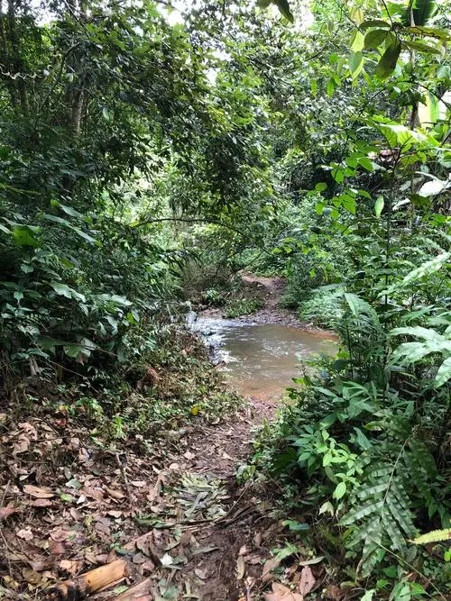 2022年蟒蛇箐古樹春茶價格?