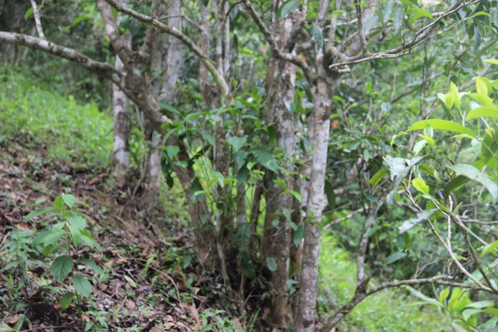 2022年銅箐河古樹春茶多少錢一公斤?