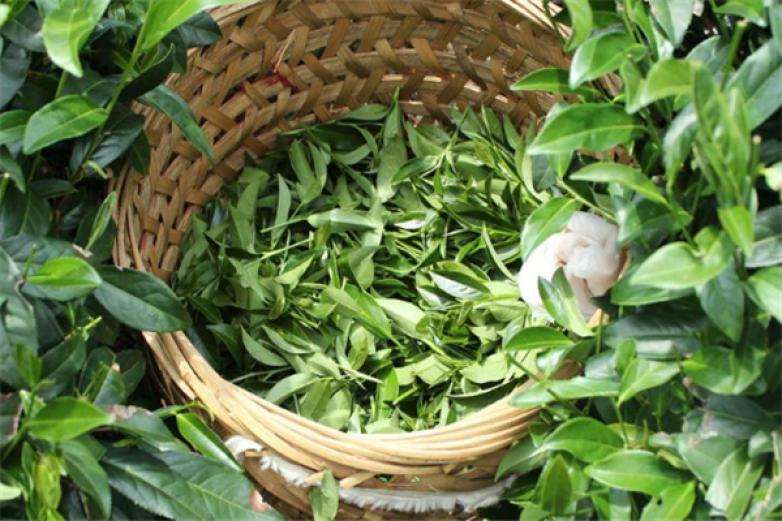 2022年曼松古樹春茶價(jià)格？