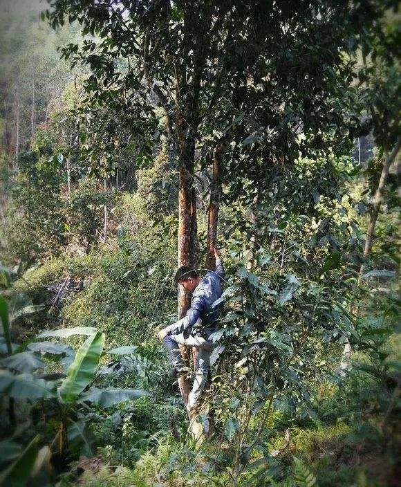 2022年桃子寨古樹春茶特點(diǎn)？