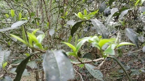 2022年蠻磚瓦龍古樹(shù)春茶口感！