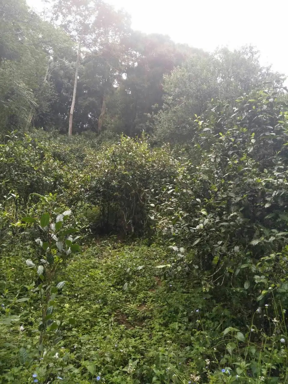 2022曼秀古樹春茶曾經5公斤春茶現場競拍出107萬元