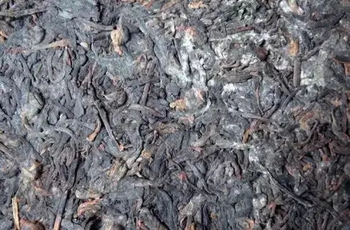 普洱茶泡了之后有霉味怎么辦?