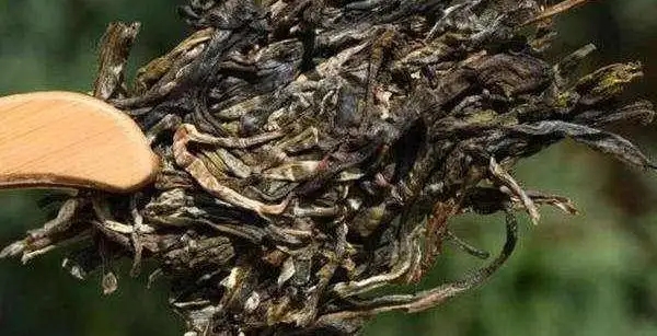 不同普洱茶生產地味道有哪些不同,不同派別的普洱茶味道又如何?