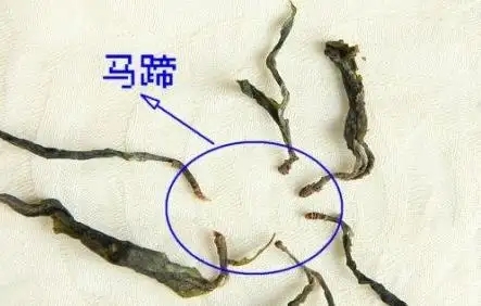 馬蹄竟然還能喝？普洱茶里的馬蹄你有了解過(guò)嗎？