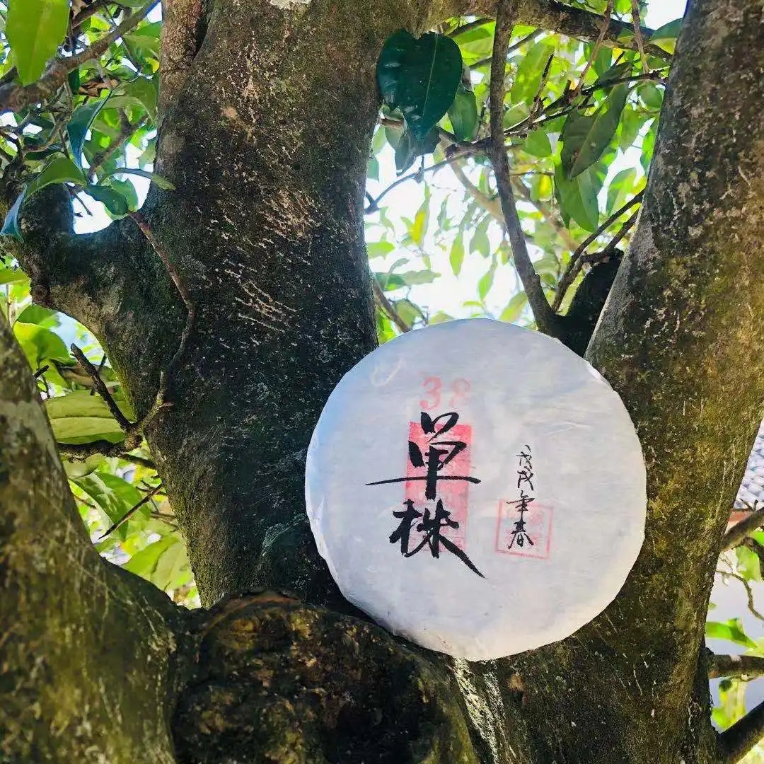 普洱茶單株是什么，好在哪里？