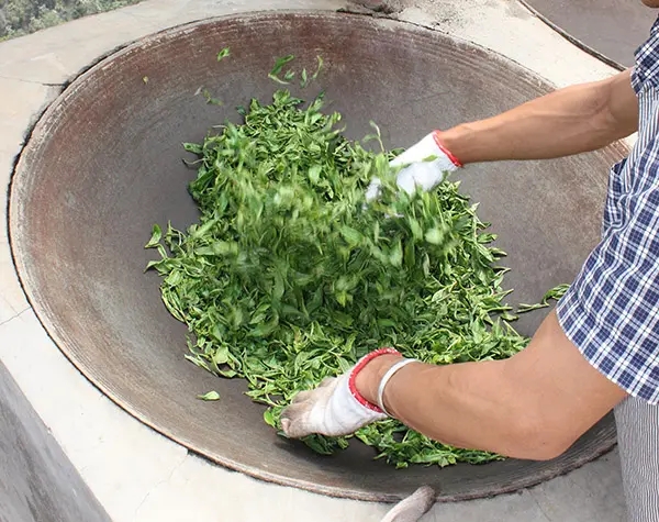 “殺青”是如何影響普洱茶品質的？