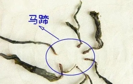馬蹄竟然還能喝？普洱茶里的馬蹄你有了解過嗎？