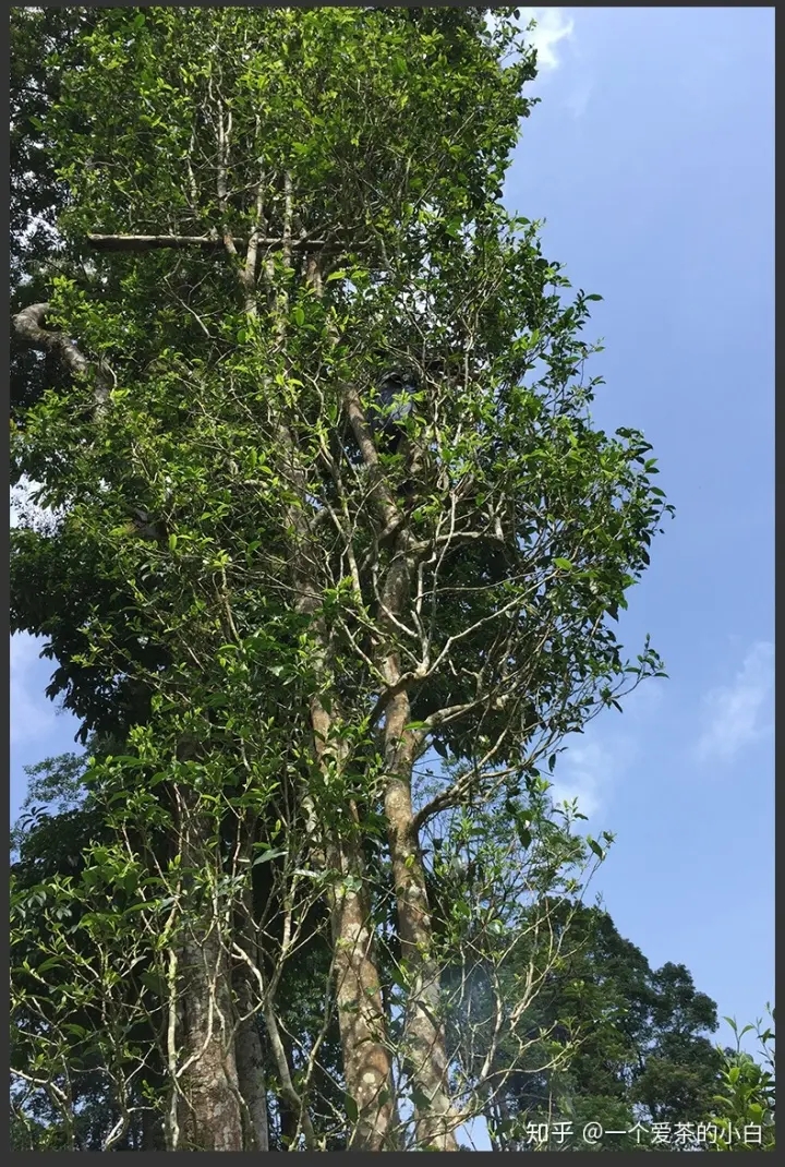 高桿古樹做成的普洱茶，憑什么紅遍大江南北？